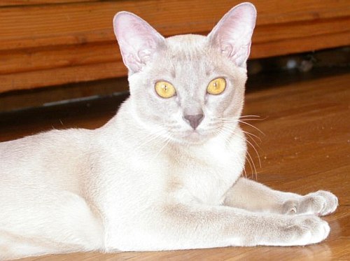 Burmakatze Thandis Kitty